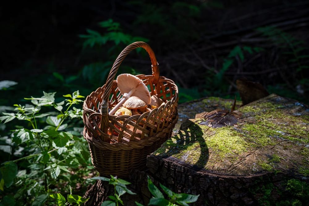 Achtsames Pilzesammeln im September: Was die langsame Suche im Wald mit dem Nervensystem macht