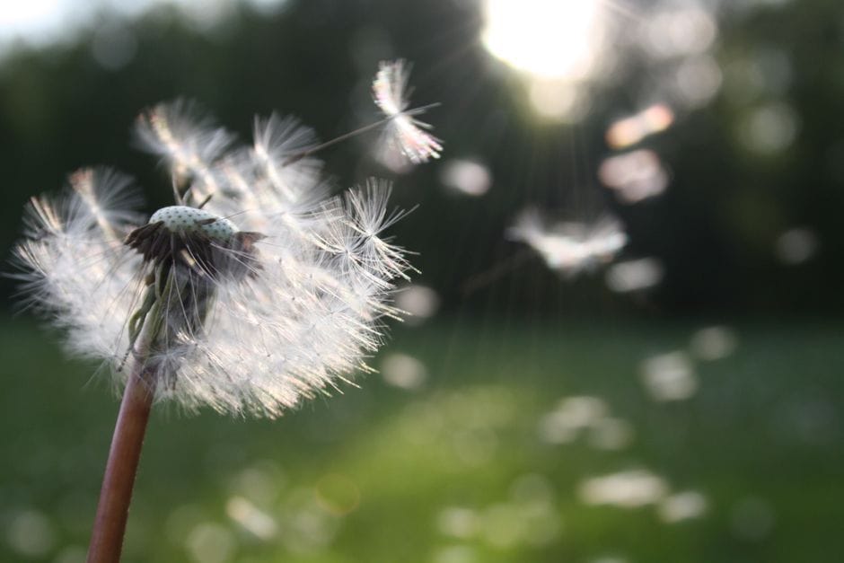 Heuschnupfen: Dem Pollenflug früh und gelassen begegnen