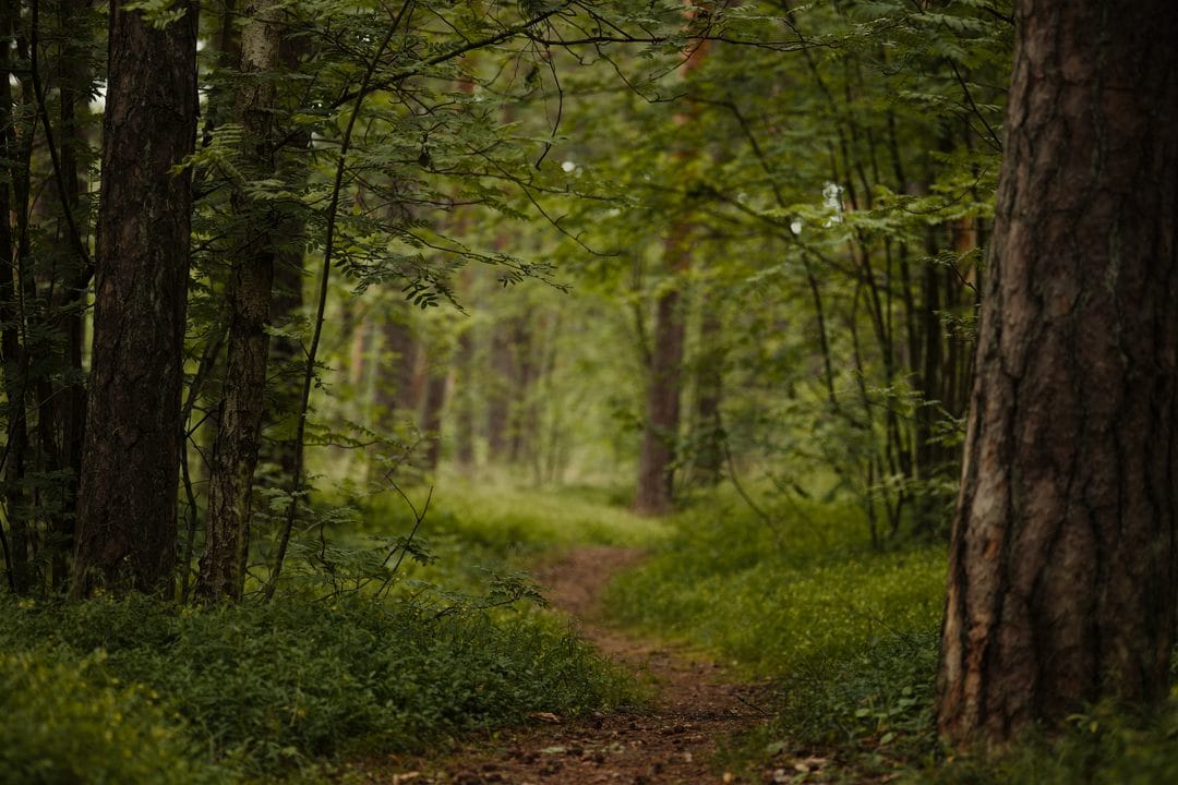 Waldbaden im Sommer: Warum zwanzig Minuten zwischen Bäumen mehr bringen als eine Stunde Yoga