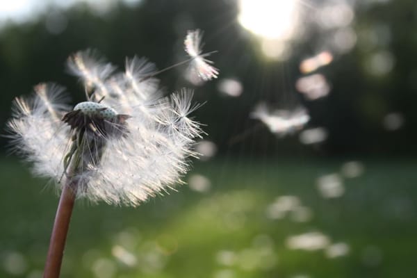 Heuschnupfen: Dem Pollenflug früh und gelassen begegnen