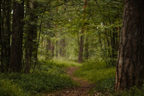 Waldbaden im Sommer: Warum zwanzig Minuten zwischen Bäumen mehr bringen als eine Stunde Yoga